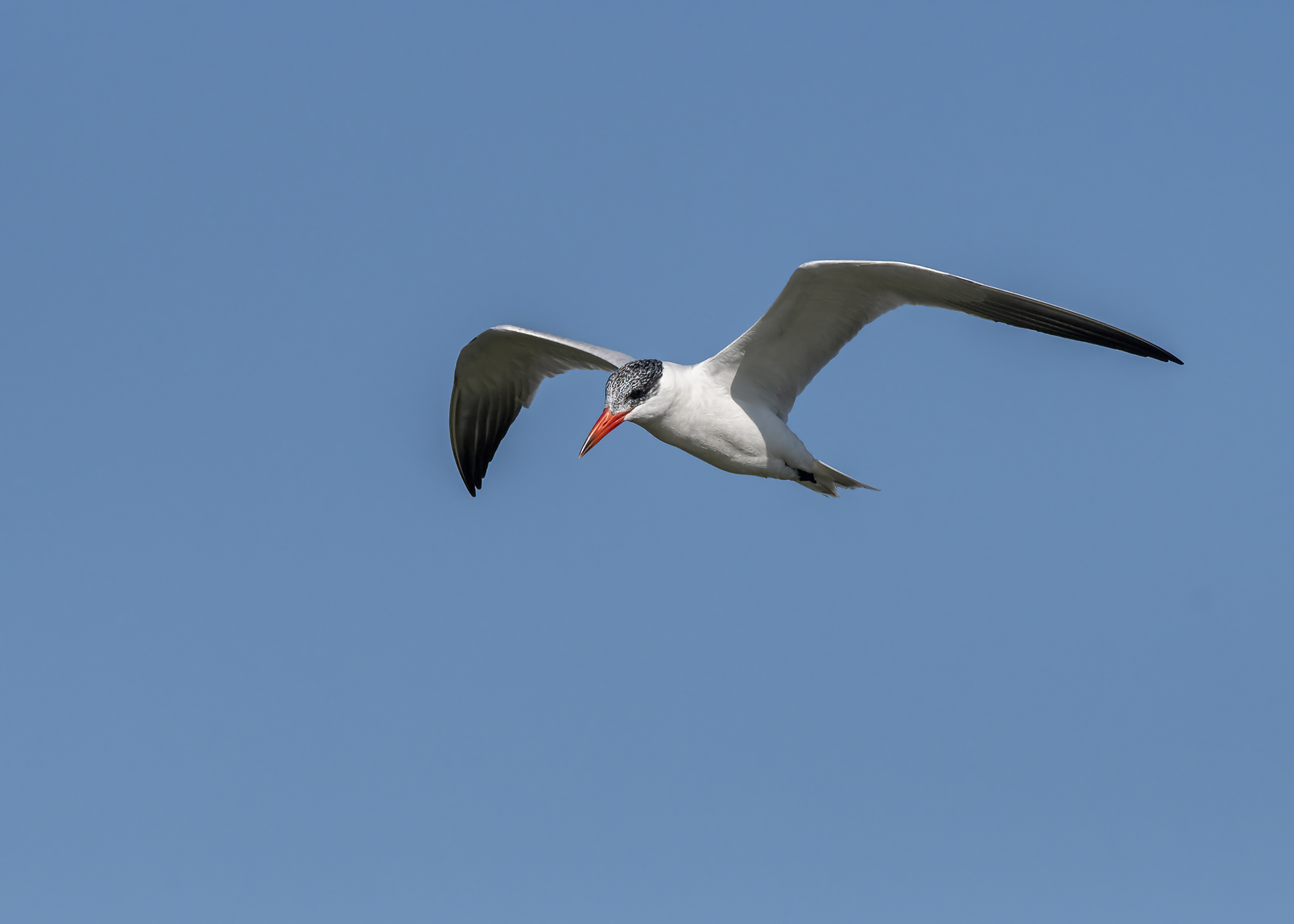 vogels-meeuwen-en-sterns
